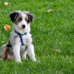 Jak dopasować szelki rehabilitacyjne dla psa i jakie są ich zalety?