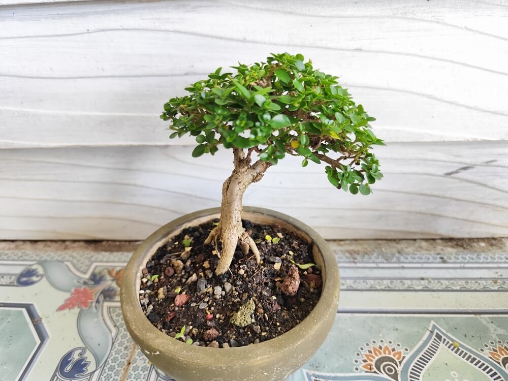 Sztuka bonsai – charakterystyka i niezbędne narzędzia ogrodnicze